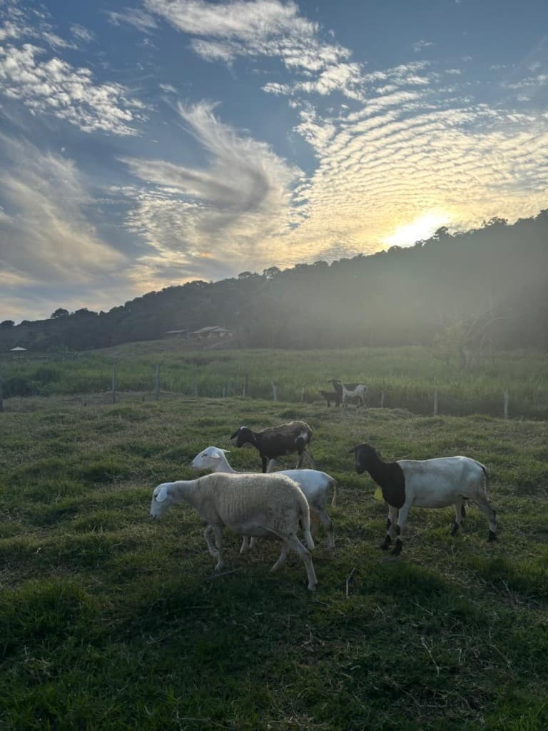 Reprodução de ovinos na Cabanha Vale Paraíso