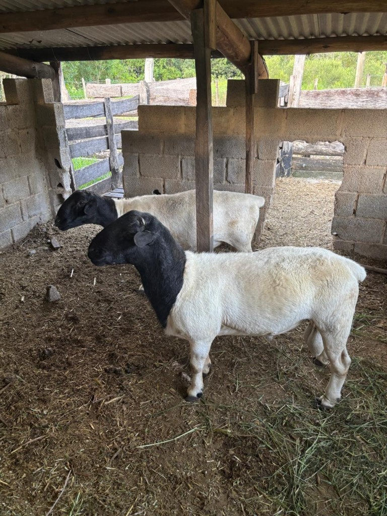 Ovelhas no curral - Desenvolvimento