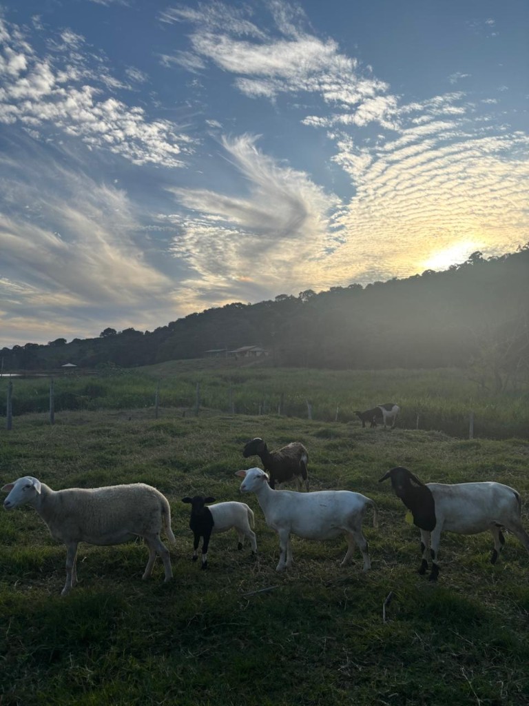 Ovelhas no pasto - Protocolos de saúde